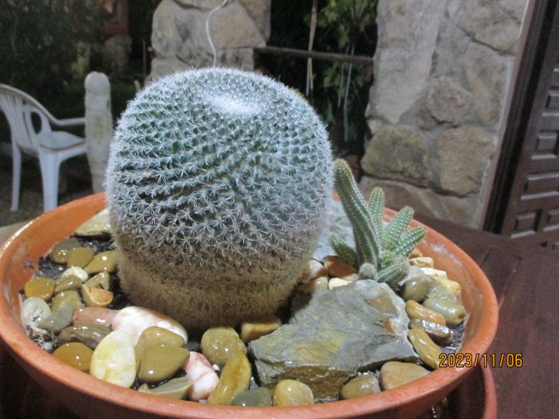 Photo of a cactus currently being identified