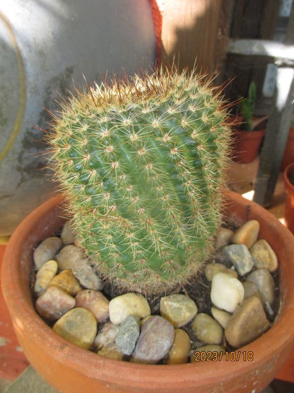 Foto de un cactus que se está identificando actualmente