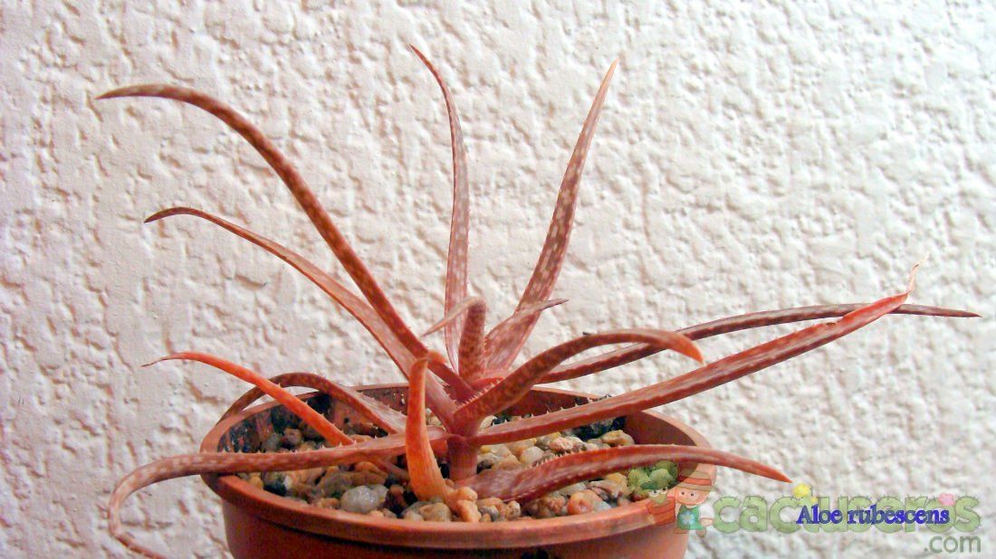 Una foto de Aloe seretii  