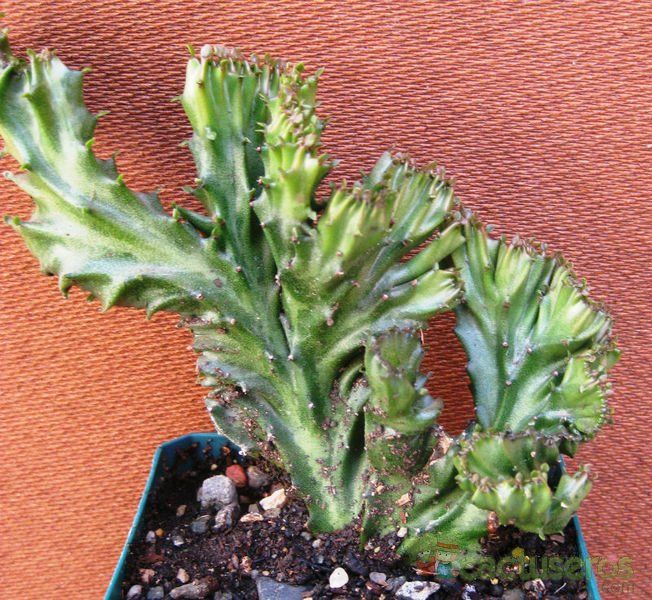 Una foto de Euphorbia lactea fma. crestada