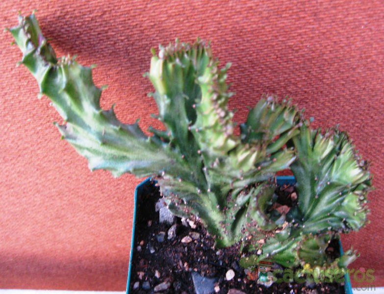 Una foto de Euphorbia lactea fma. crestada