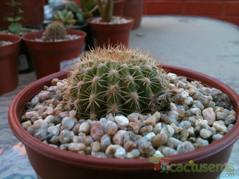 A photo of Echinopsis mamillosa