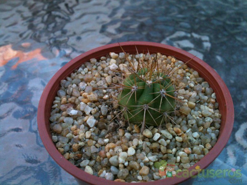 A photo of Echinopsis atacamensis ssp. pasacana