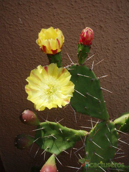 Una foto de Opuntia monacantha