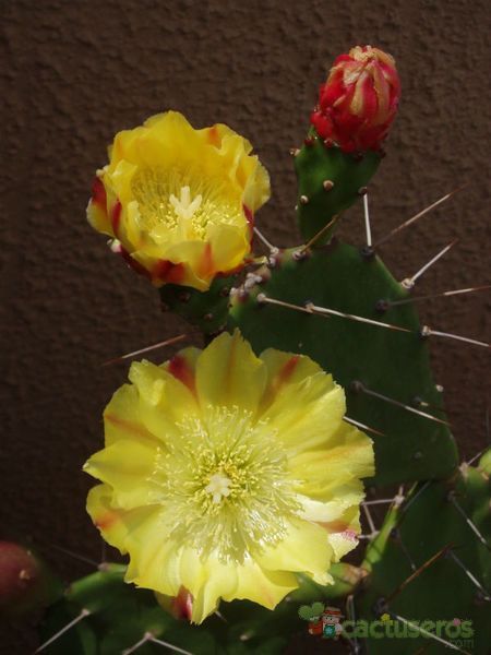 Una foto de Opuntia monacantha