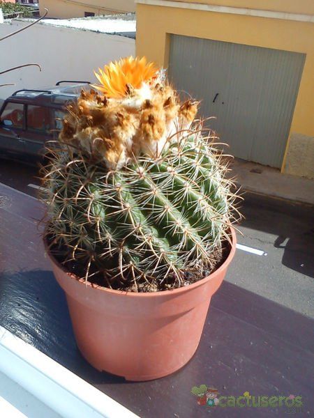 Una foto de Parodia schwebsiana