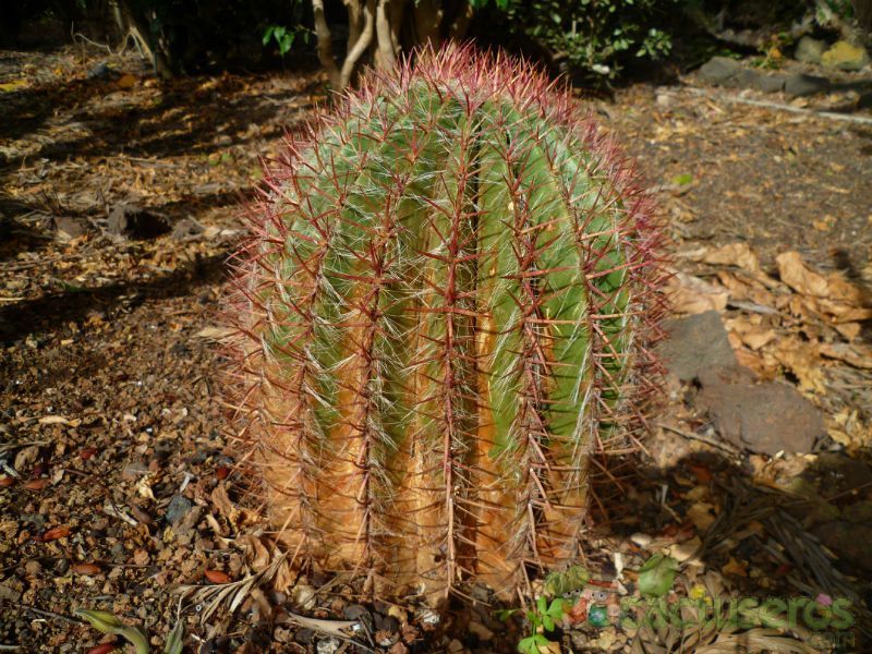 A photo of Ferocactus pilosus