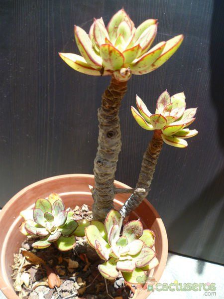 Una foto de Echeveria nodulosa
