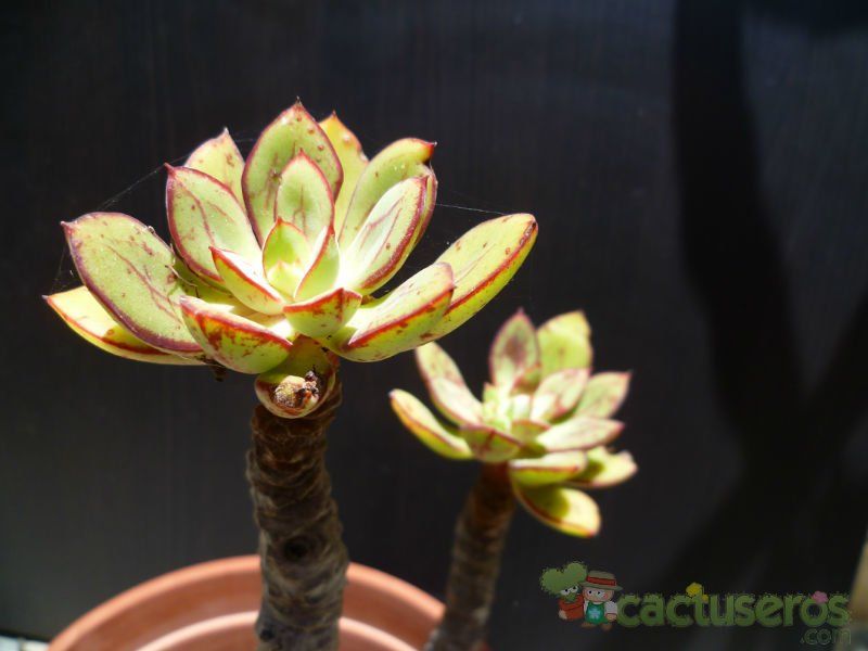 Una foto de Echeveria nodulosa