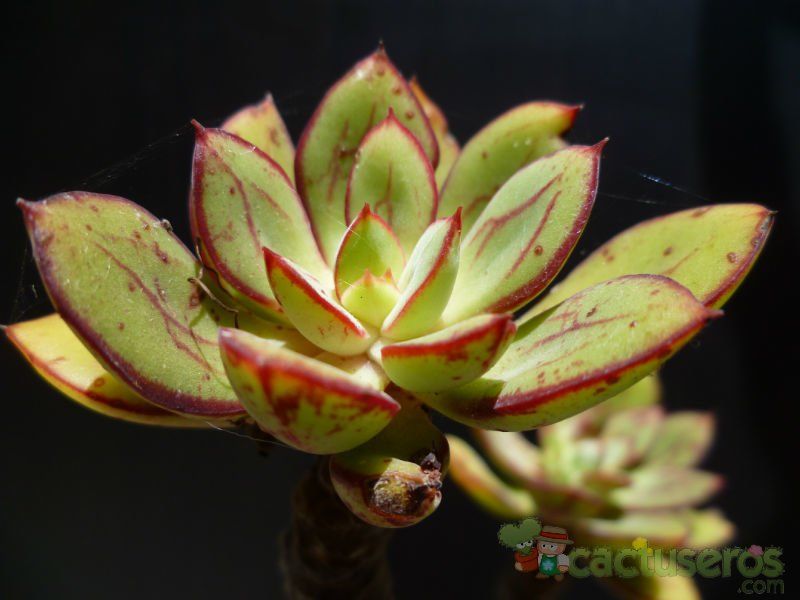Una foto de Echeveria nodulosa