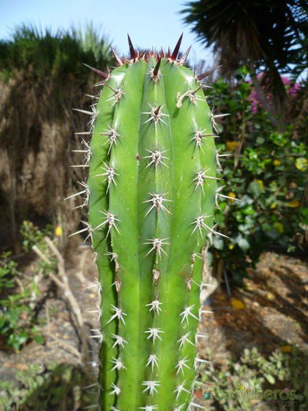 A photo of Pachycereus pecten-aboriginum