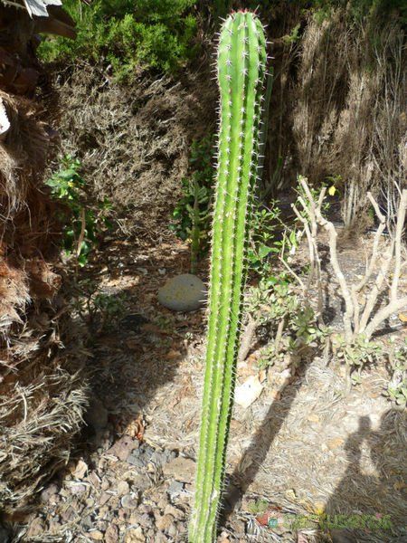A photo of Pachycereus pecten-aboriginum