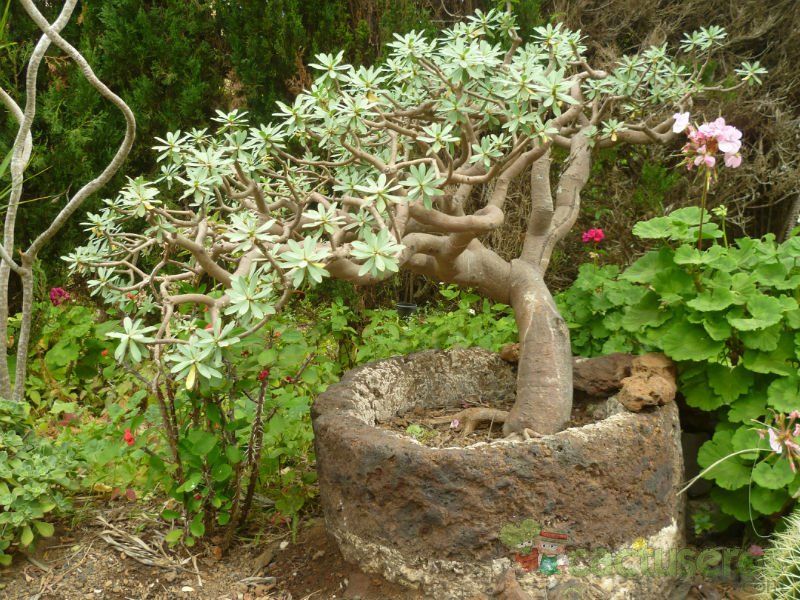 Una foto de Euphorbia balsamifera subsp. balsamifera