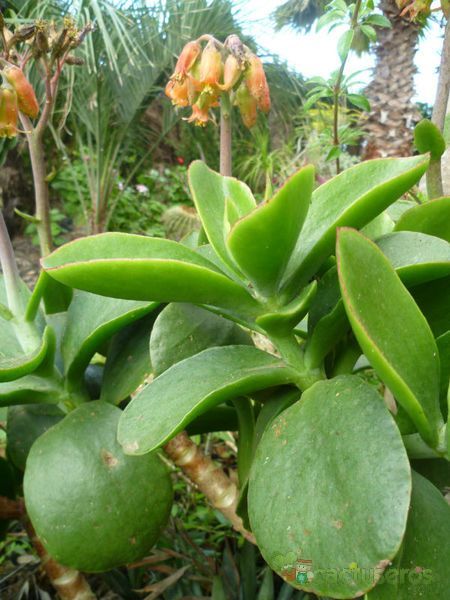 Una foto de Cotyledon macrantha