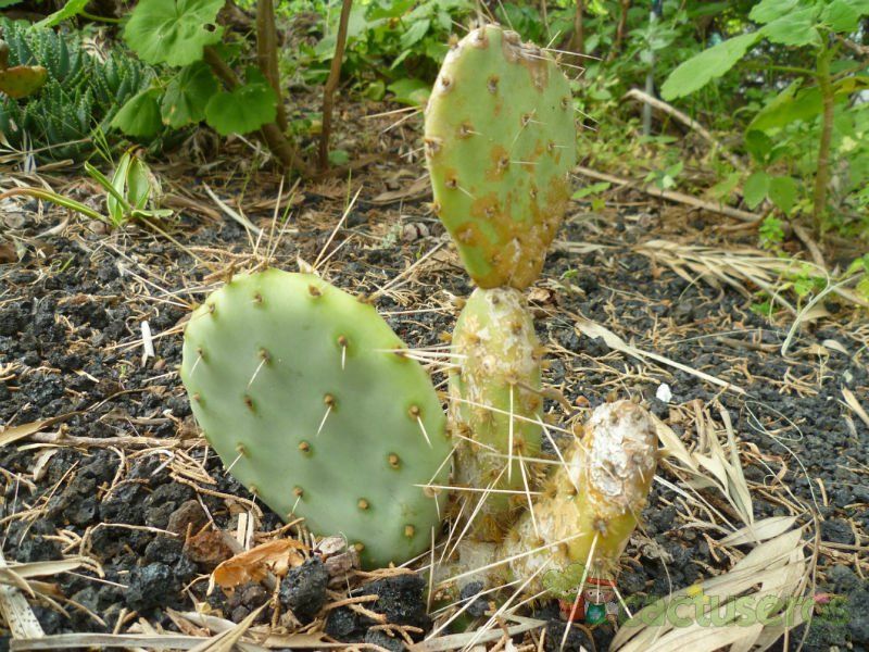 A photo of Opuntia penicilligera
