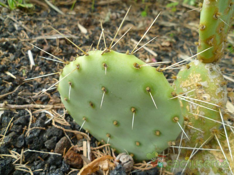 A photo of Opuntia penicilligera