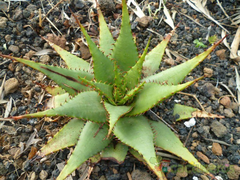 Una foto de Aloe broomii