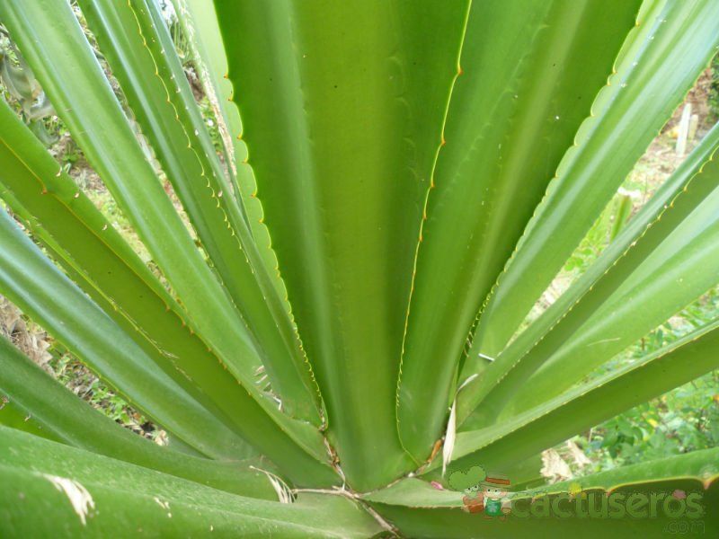 A photo of Furcraea selloa