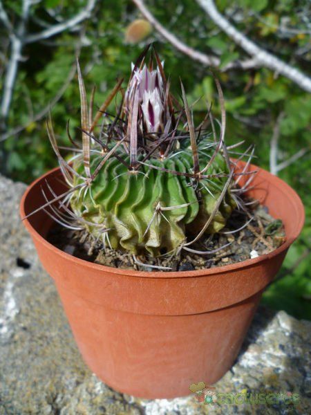 A photo of Stenocactus crispatus