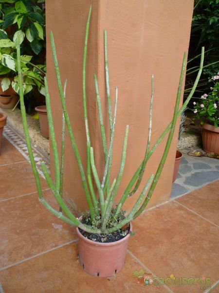Una foto de Ceropegia dichotoma