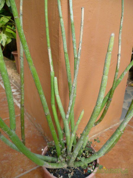 Una foto de Ceropegia dichotoma