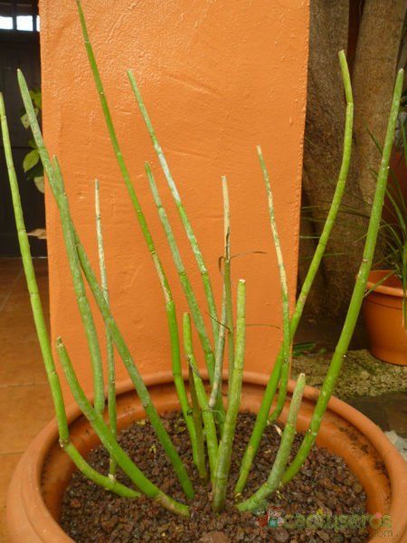Una foto de Ceropegia dichotoma