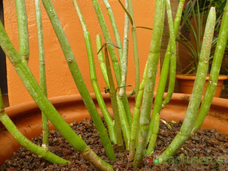 Una foto de Ceropegia dichotoma