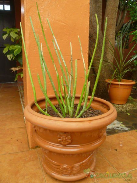 Una foto de Ceropegia dichotoma