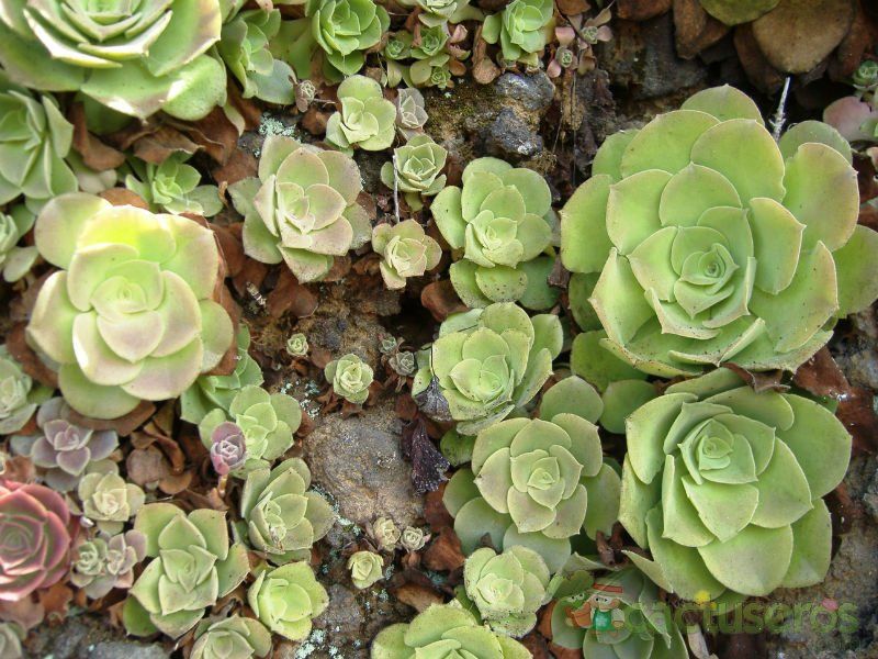 A photo of Aeonium canariense