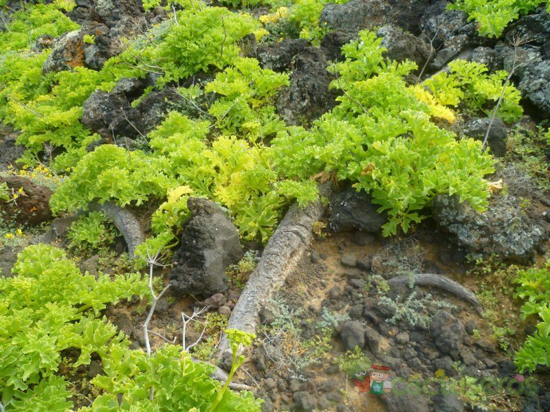 Una foto de Euphorbia canariensis