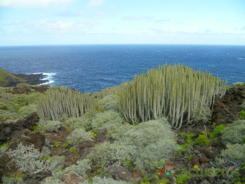 Una foto de Euphorbia canariensis