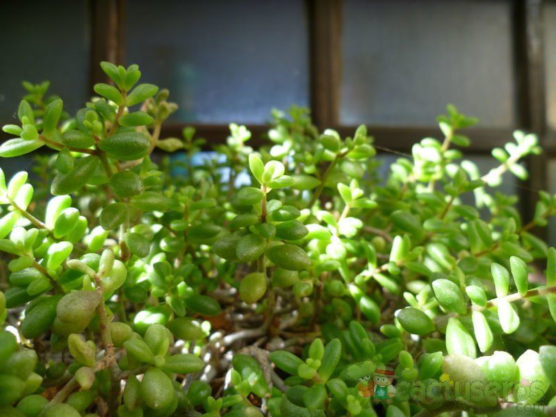 Una foto de Monanthes laxiflora
