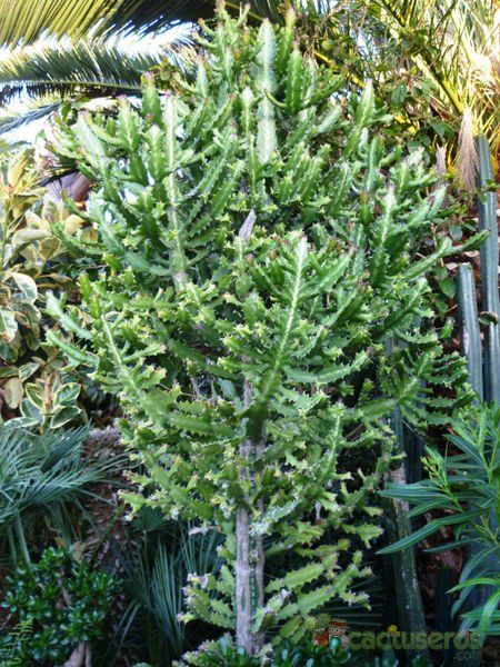 Una foto de Euphorbia lactea