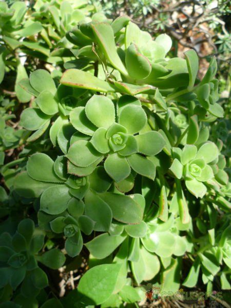 A photo of Aeonium haworthii