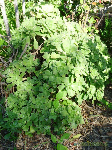 A photo of Aeonium haworthii