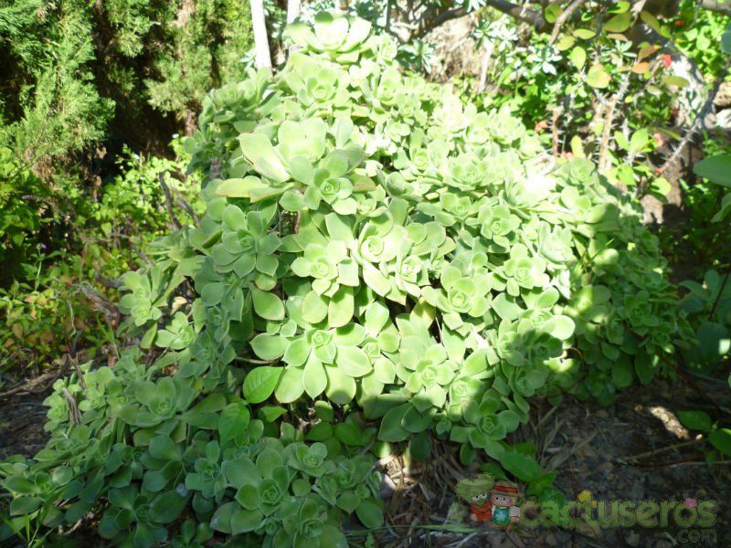 A photo of Aeonium haworthii