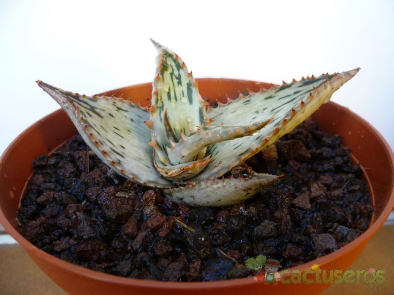 A photo of Aloe somaliensis  