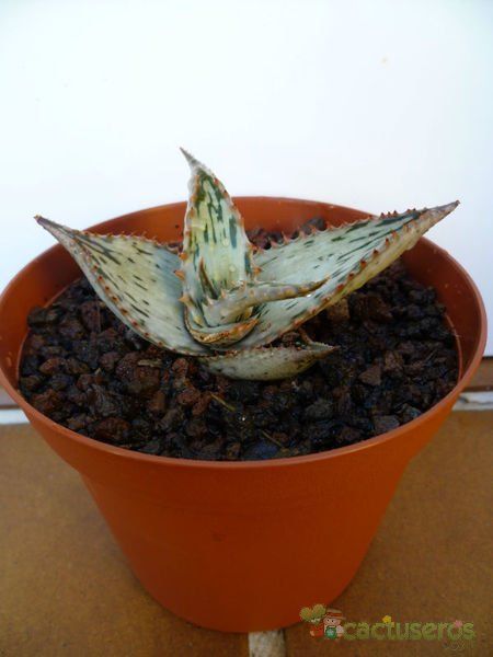 A photo of Aloe somaliensis  