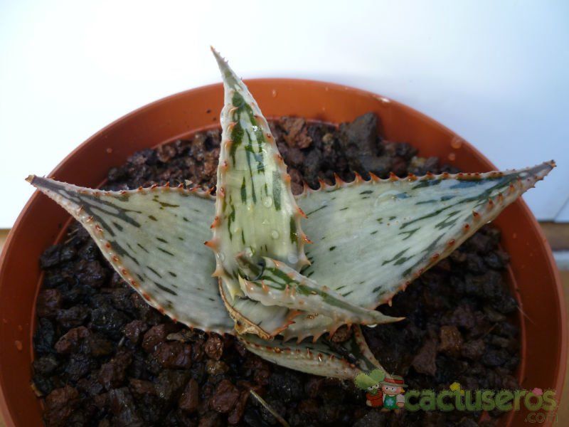 A photo of Aloe somaliensis  