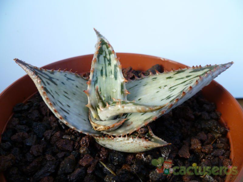 A photo of Aloe somaliensis  