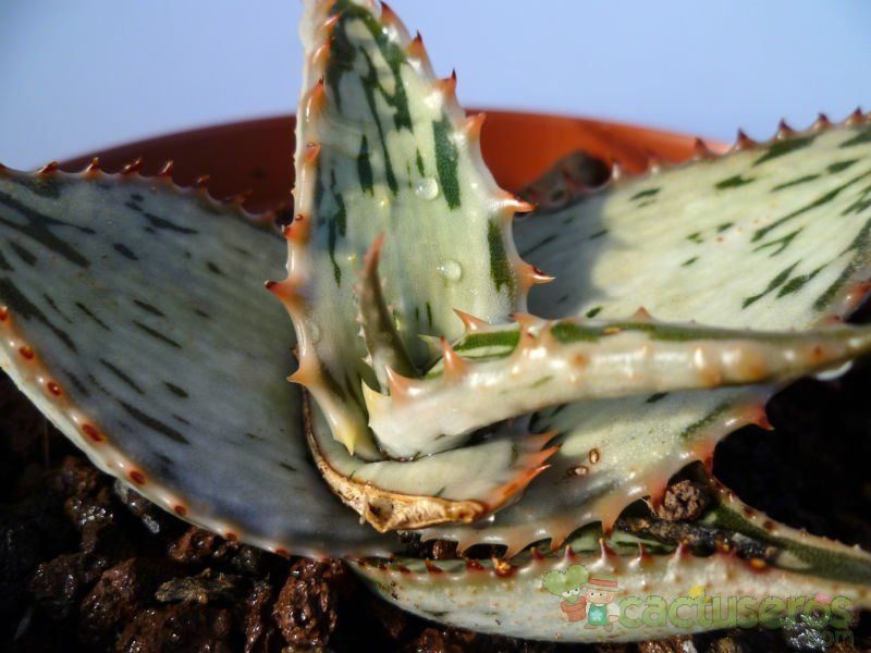A photo of Aloe somaliensis  