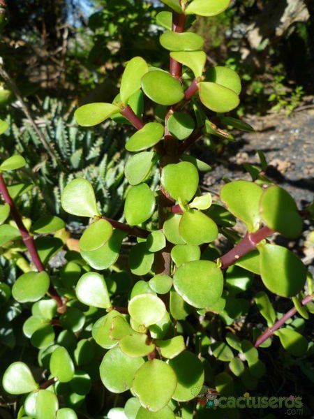 Una foto de Portulacaria afra