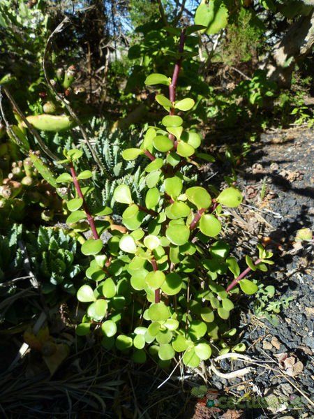 Una foto de Portulacaria afra