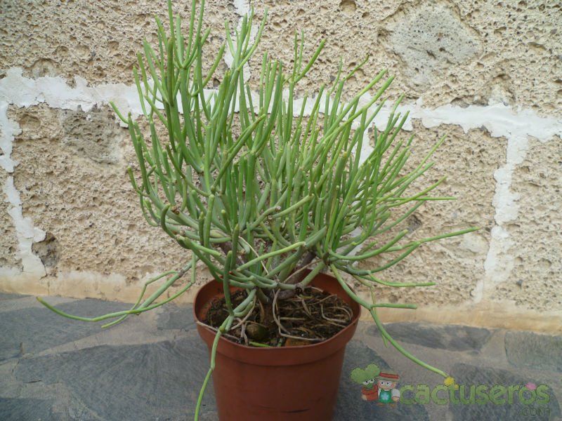 Una foto de Euphorbia aphylla