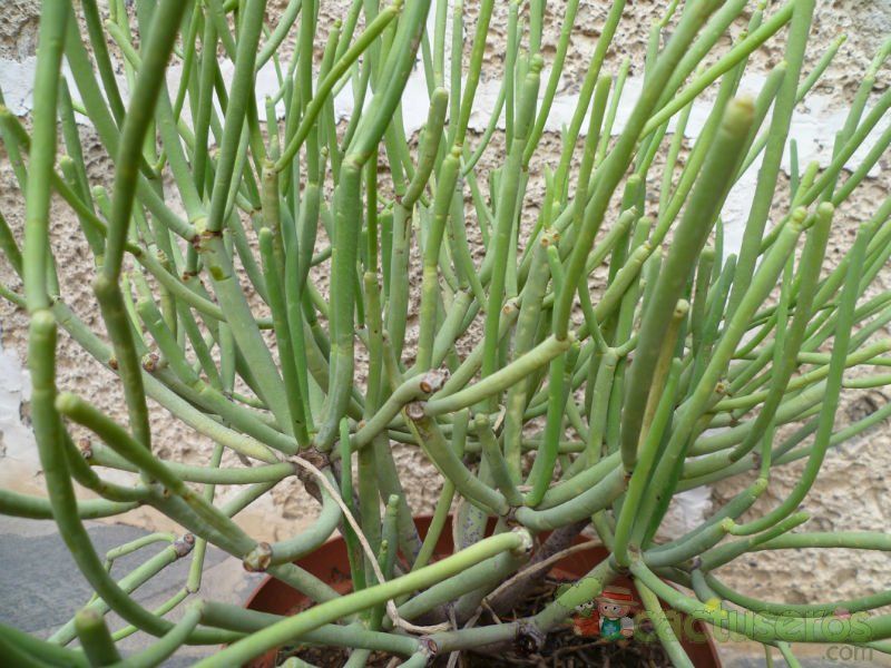 Una foto de Euphorbia aphylla