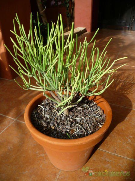 Una foto de Euphorbia aphylla