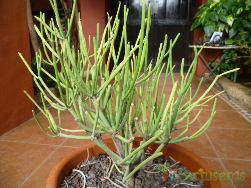 Una foto de Euphorbia aphylla