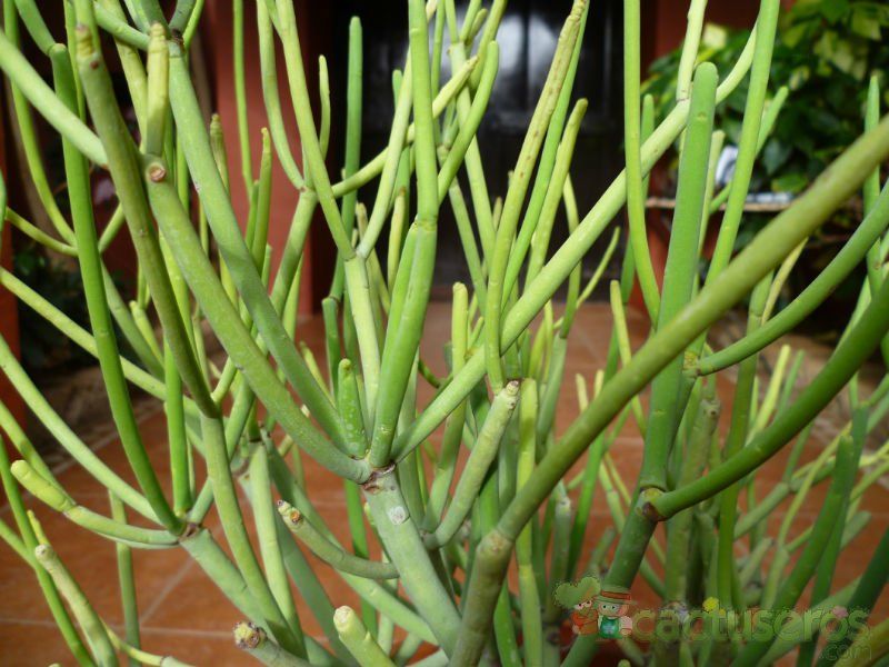 Una foto de Euphorbia aphylla