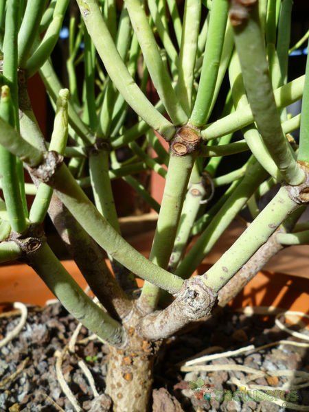 Una foto de Euphorbia aphylla