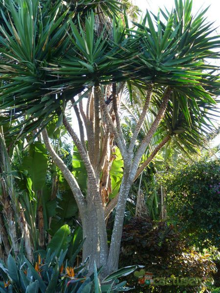 Una foto de Yucca gigantea
